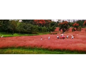 相聚宁湖公园：这个时节，千鸟花和粉黛草盛开的季节，休闲娱乐，赏花观光，这里是一个不错的选择。