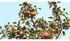 适合四川种植的苹果品种有哪些？